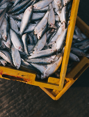 Box of Fresh Fish