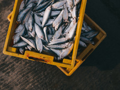 Æske med Frisk Fisk