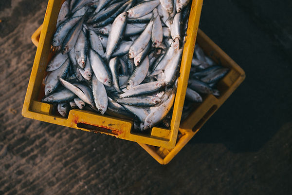 新鮮な魚の箱