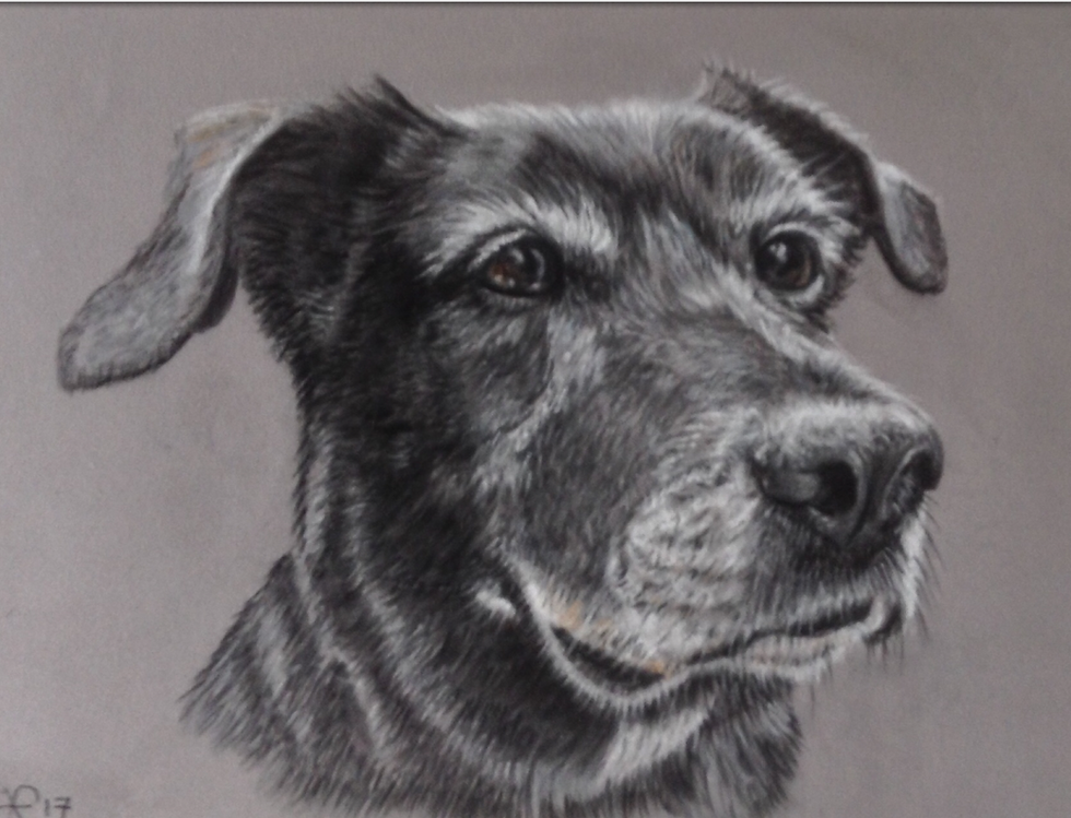 Thumbnail: Pet Portrait Digital Gift Voucher