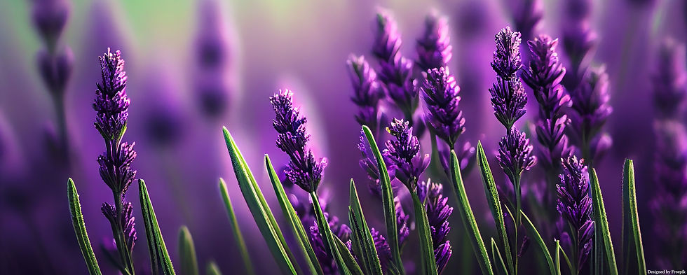 Plantas que Transformam: Lavanda