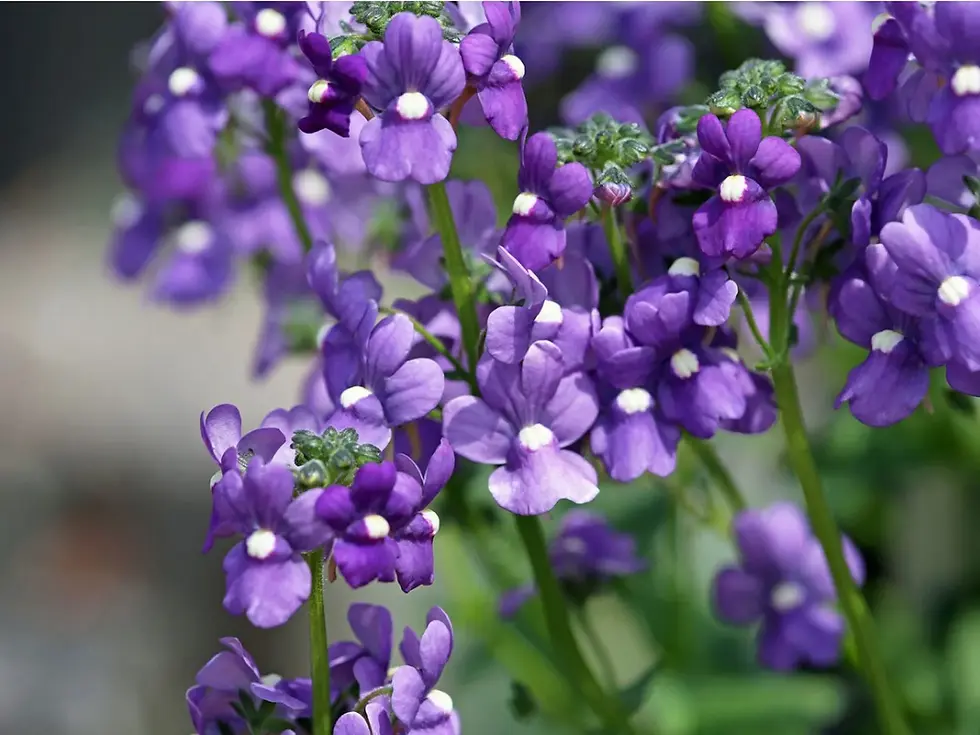 Plantas que Transformam: Angelonia