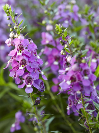 "Close-up de flores de Angelonia em tons de roxo, mostrando suas pétalas delicadas e vibrantes em contraste com o fundo esverdeado do jardim.