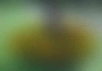 Canteiro de Tagetões em tons de laranja e amarelo dispostos em torno de uma árvore, em um parque com grama verde e um lago ao fundo.