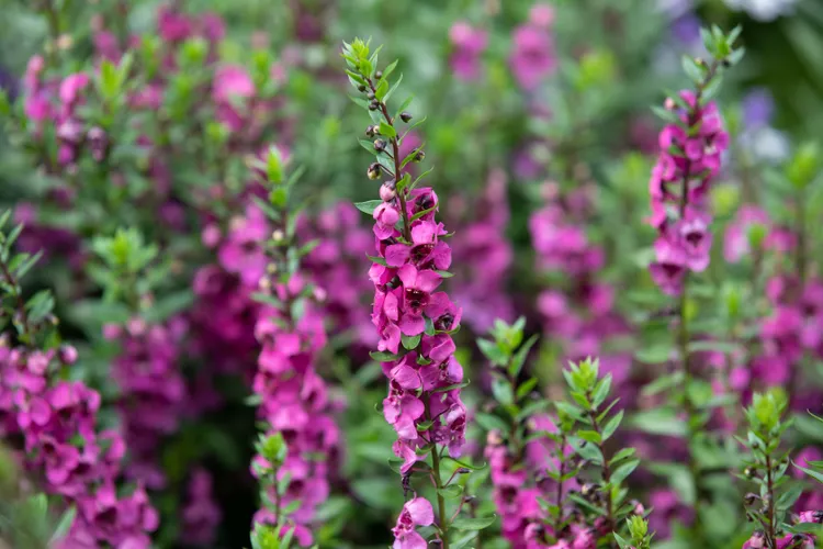 Close-up de flores roxas de Angelonia, destacando suas delicadas pétalas e o caule ereto em um jardim com folhagens verdes ao fundo.