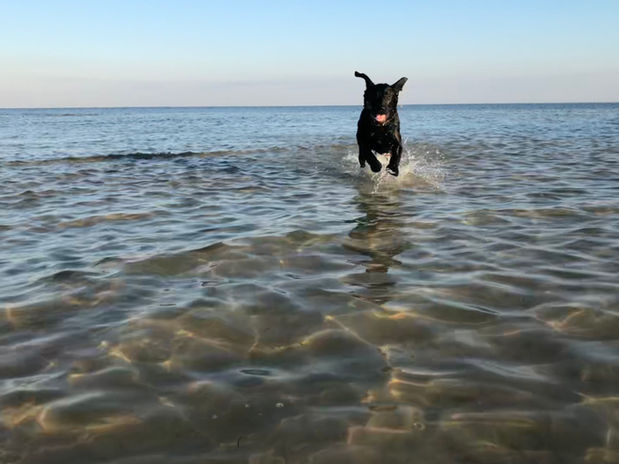 Ziggy2.jpeg