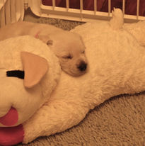 Yellow with Lamb Chop