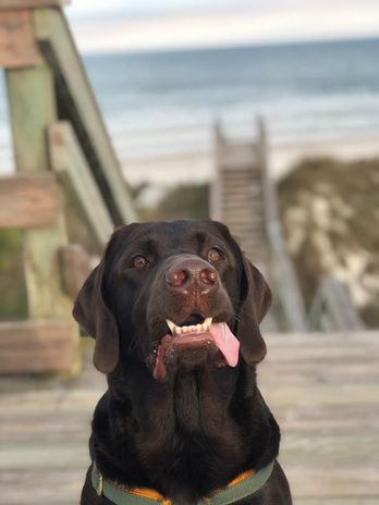 A Kona x Little Cain Pup.jpeg