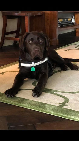 Teddy - 2019 Litter.jpeg