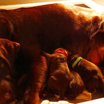 Kona X Little Cain 2019 - 1_edited.jpg