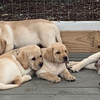 BREE LAST LITTER.jpeg