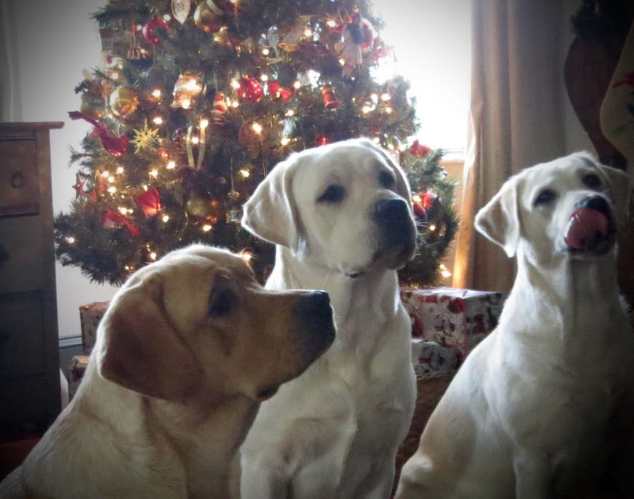 Roamin with Bree and Dreama Christmas
