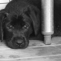JETTE PUPPY HIDING.jpeg
