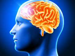 O cérebro não sente dor