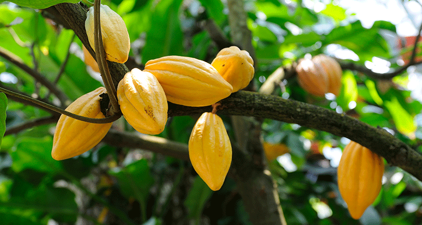 Invest in Vanuatu Cacao