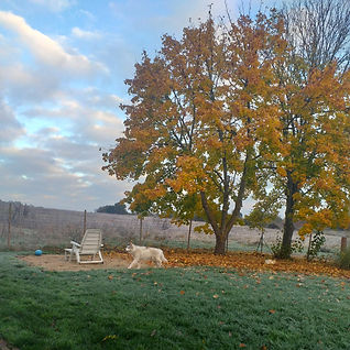 CHOUKY AUTOMNE.jpg
