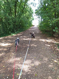 BALADE FORET EPONE 2.jpg