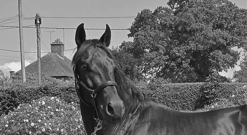 El Thuder Grade A stallion