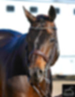 Trakehner stallion Craig head shot