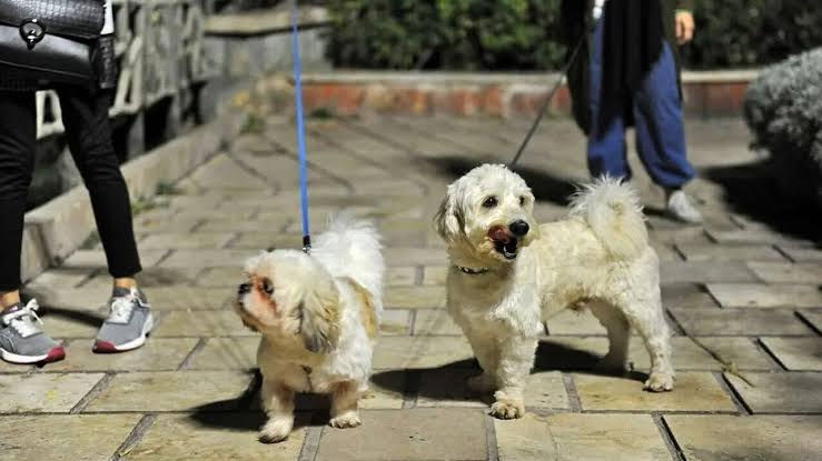 زندانی سیاسی