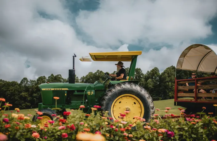 Farmer driving tractor, pulling wagon through flower field