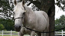 Slow and steady wins the race