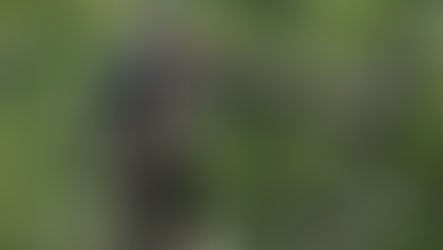 CCHO is QRTP Approved!