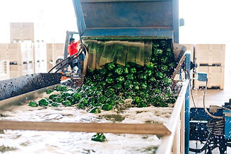 green-bell-peppers-being-sorted
