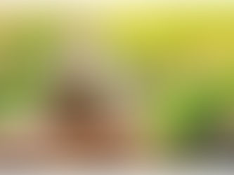 Seguradoras cobram do governo alternativas para fortalecer seguro rural