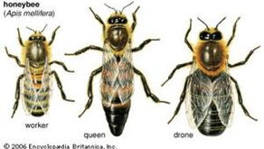 Meet The Honey Bee