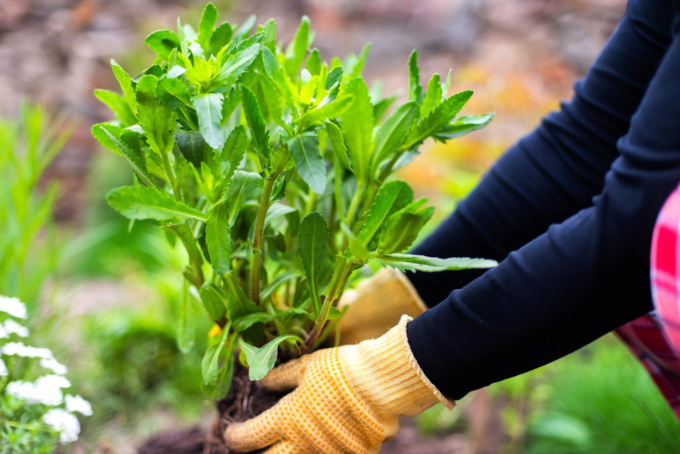 Hands planting a small plant