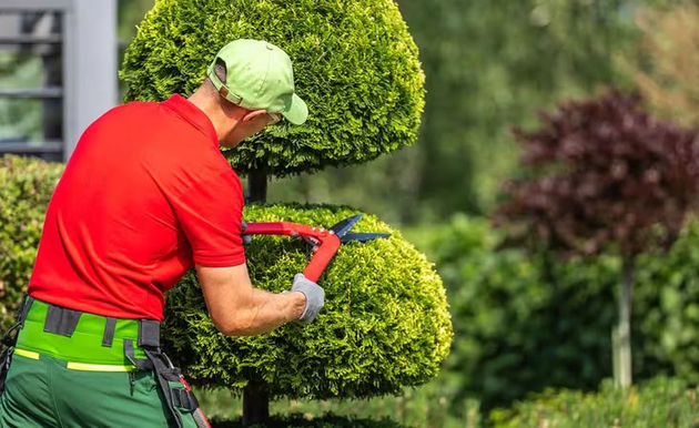 Gardener trimming green topiary