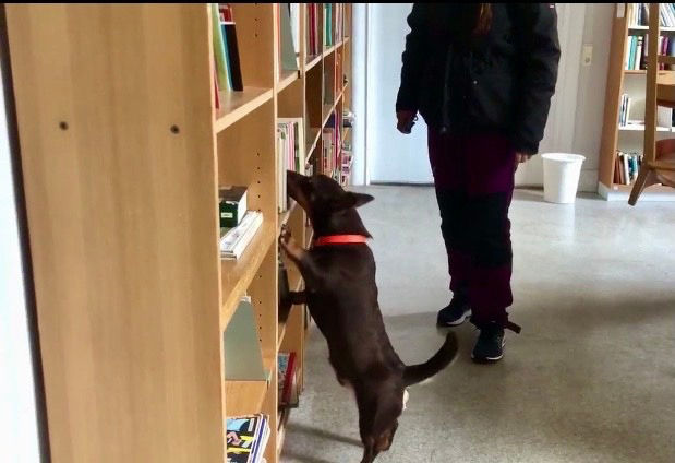 Heeler jakter på vegglus