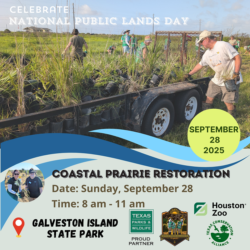 Restore Coastal Prairie at Galveston Island State Park