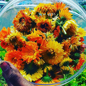 calendula.jfif