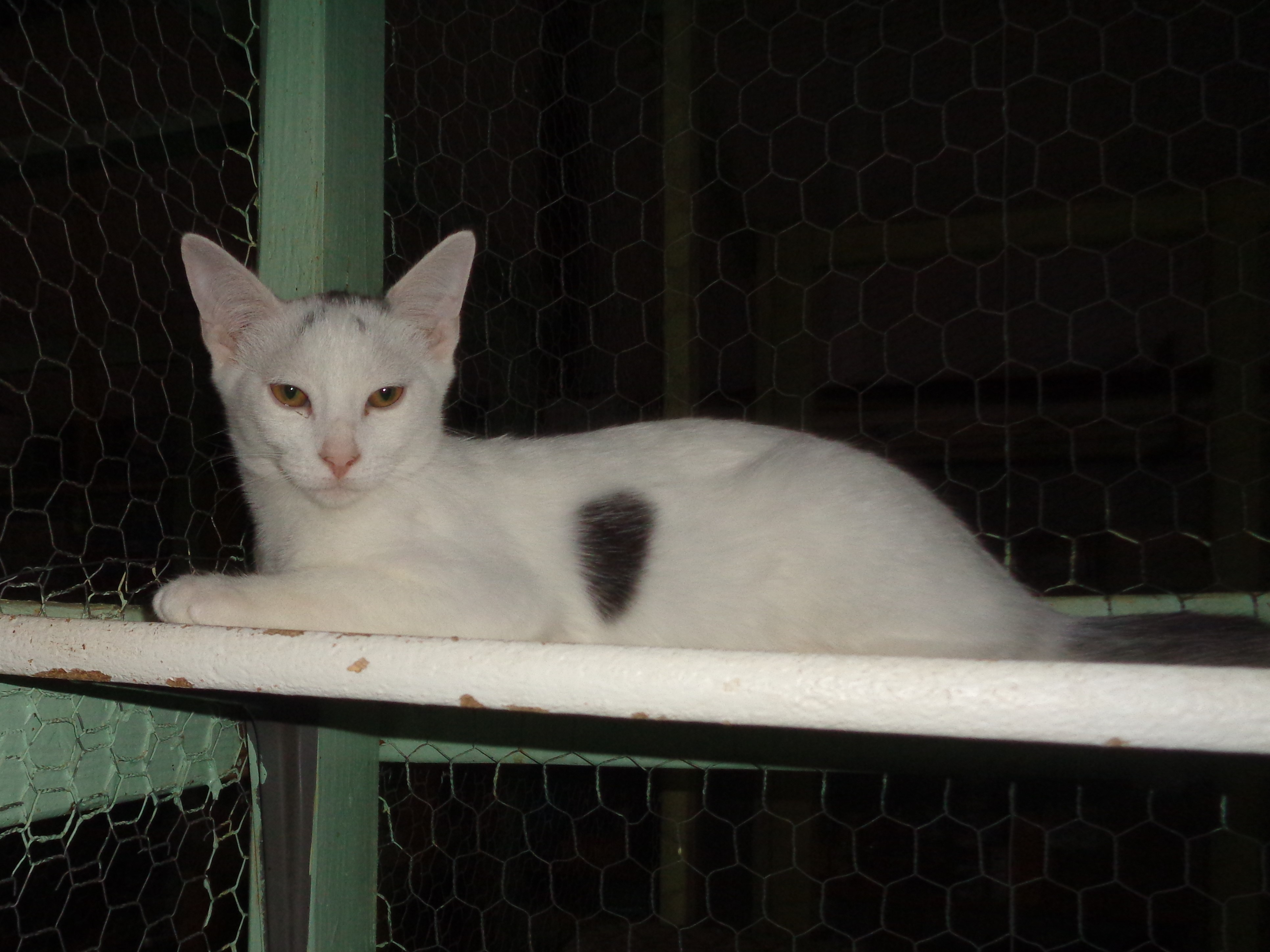 Cabhan
