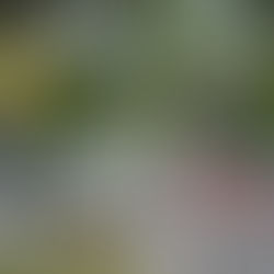 "Death in Paradise" was shot in Deshaies, Guadeloupe