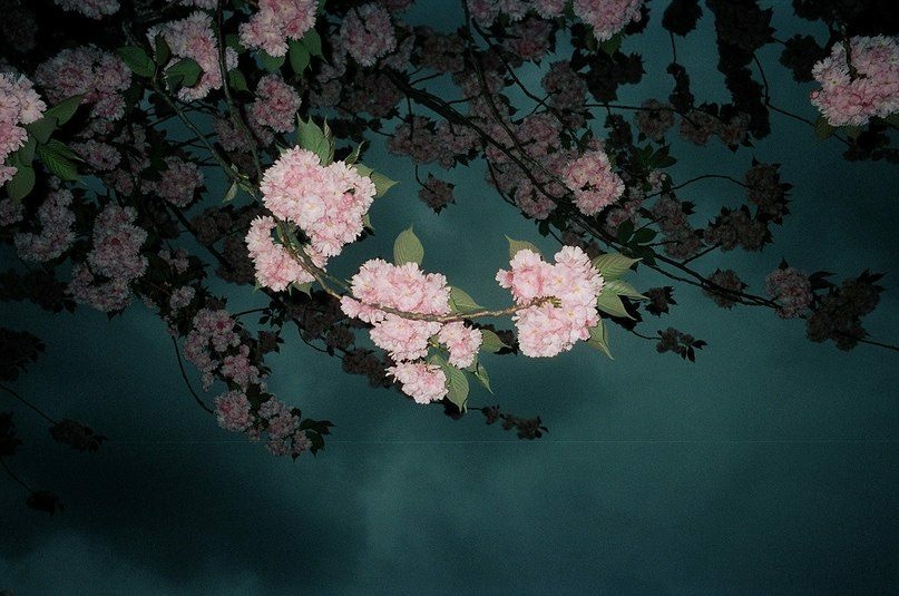 The Lost Midsummer
