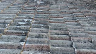 A close-up view of a Cape Coral roof showing early algae streaks and discoloration transitioning to a clean, restored roof after professional cleaning.