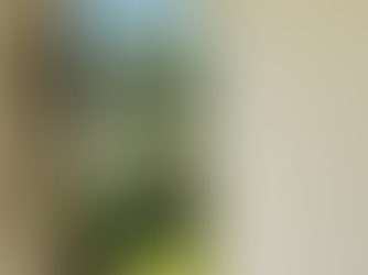 Black and green algae stains on a Cape Coral home exterior before professional house washing soft wash treatment