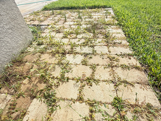 Before cleaning: heavily weeded paver sidewalk in Cape Coral showing thick overgrowth and dirt buildup