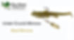 under-crunch-mud-minnow-website.jpg