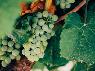 Fruits and Works: Knowing the Difference