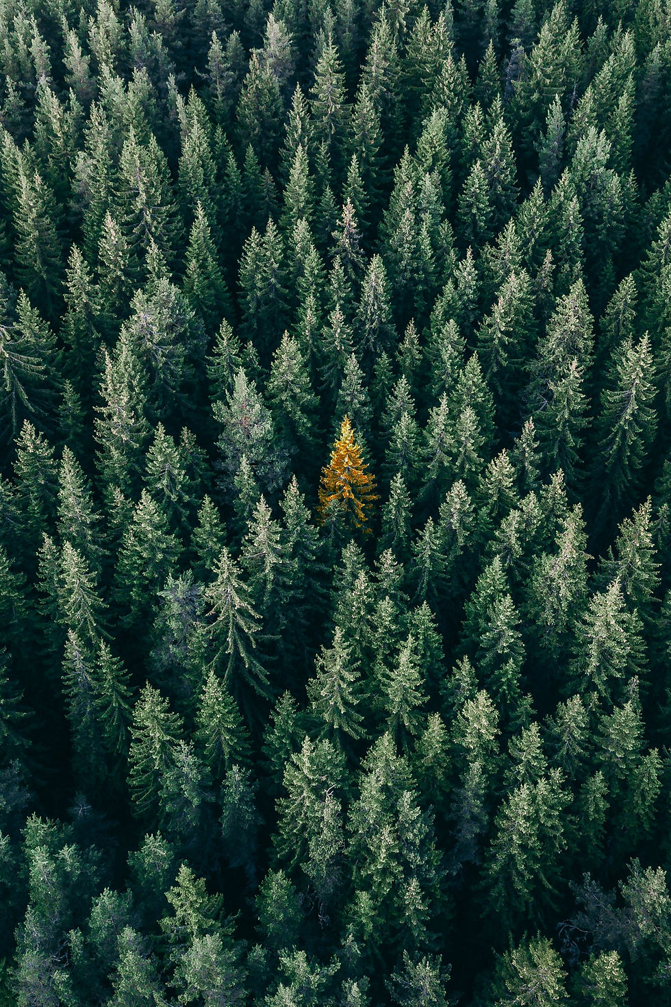 tree in a forest