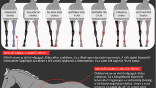 Konformáció - lábállás lovaknál INFOGRAFIKA