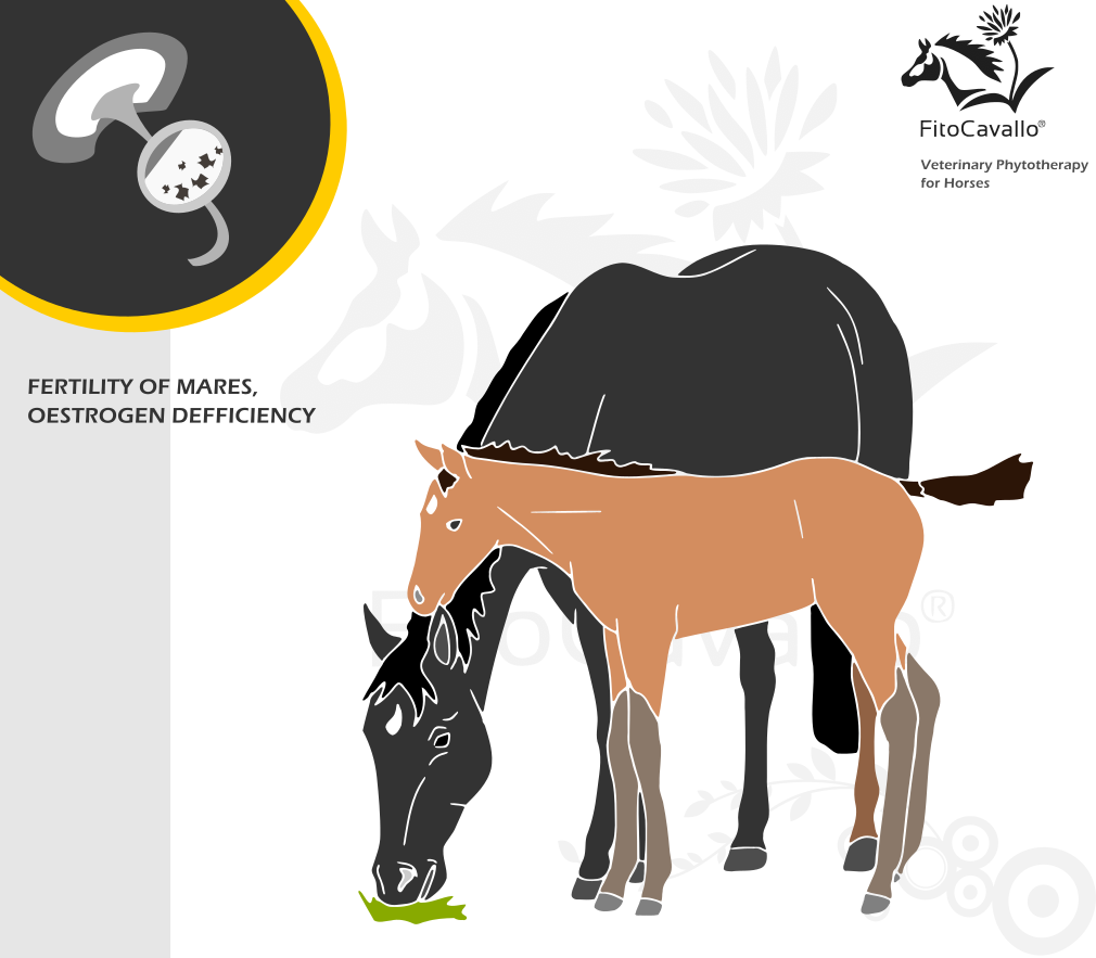 Enhancing the fertility of mares with herbs