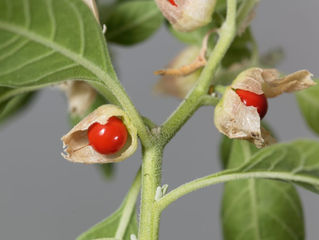 Ashwagandha for Sleep