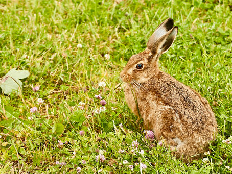 Wildlife at Bryn Ifan