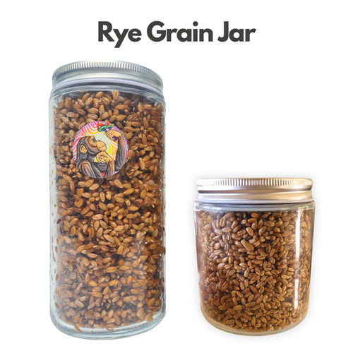 Rye Grain Substrate Jars | Curious Ape Mushroom