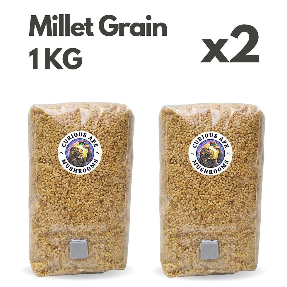 Thumbnail: Millet Grain Bag Sterilised Mushroom Grow Kit